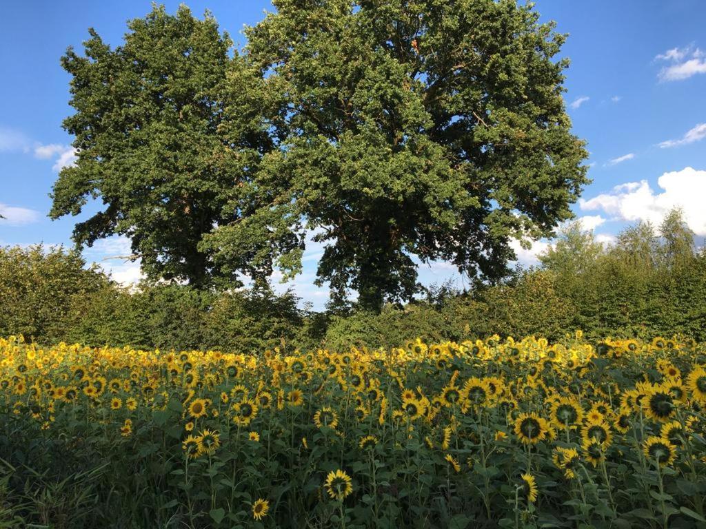 Bed & Breakfast Fuer Individualisten In Gemeinde Scharbeutz, Auch Allergiker المظهر الخارجي الصورة